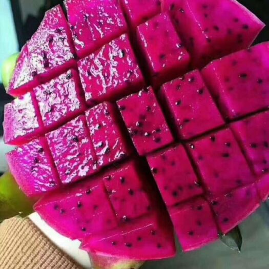 博白县 桂红龙一号火龙果