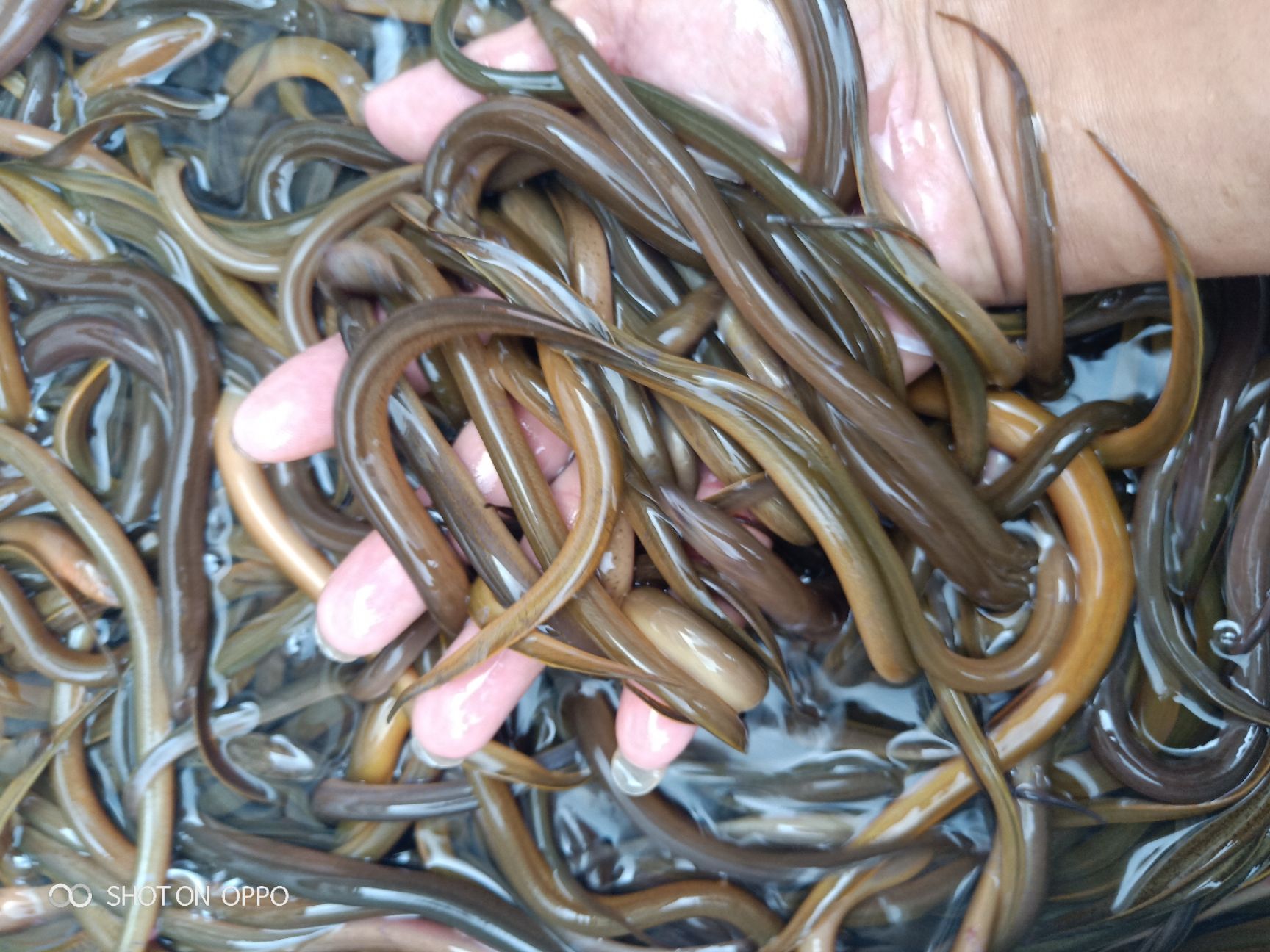  优质黄鳝苗全国空运