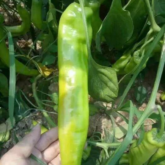 夏邑县皇鼎三号辣椒种子黄皮尖椒种子