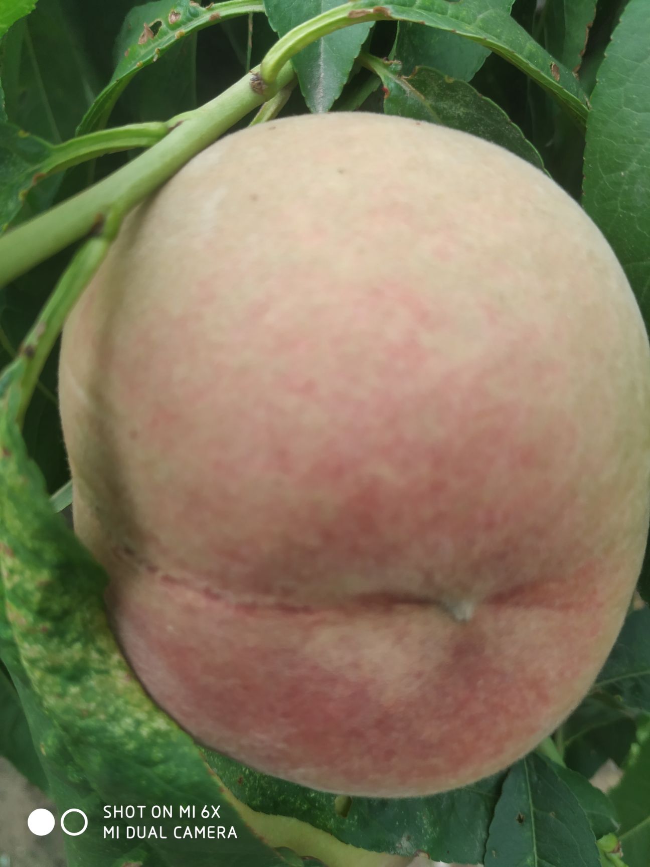 加纳岩桃 大桃即将上市，个头最小70！加纳岩蜜桃即将上市尚未开园