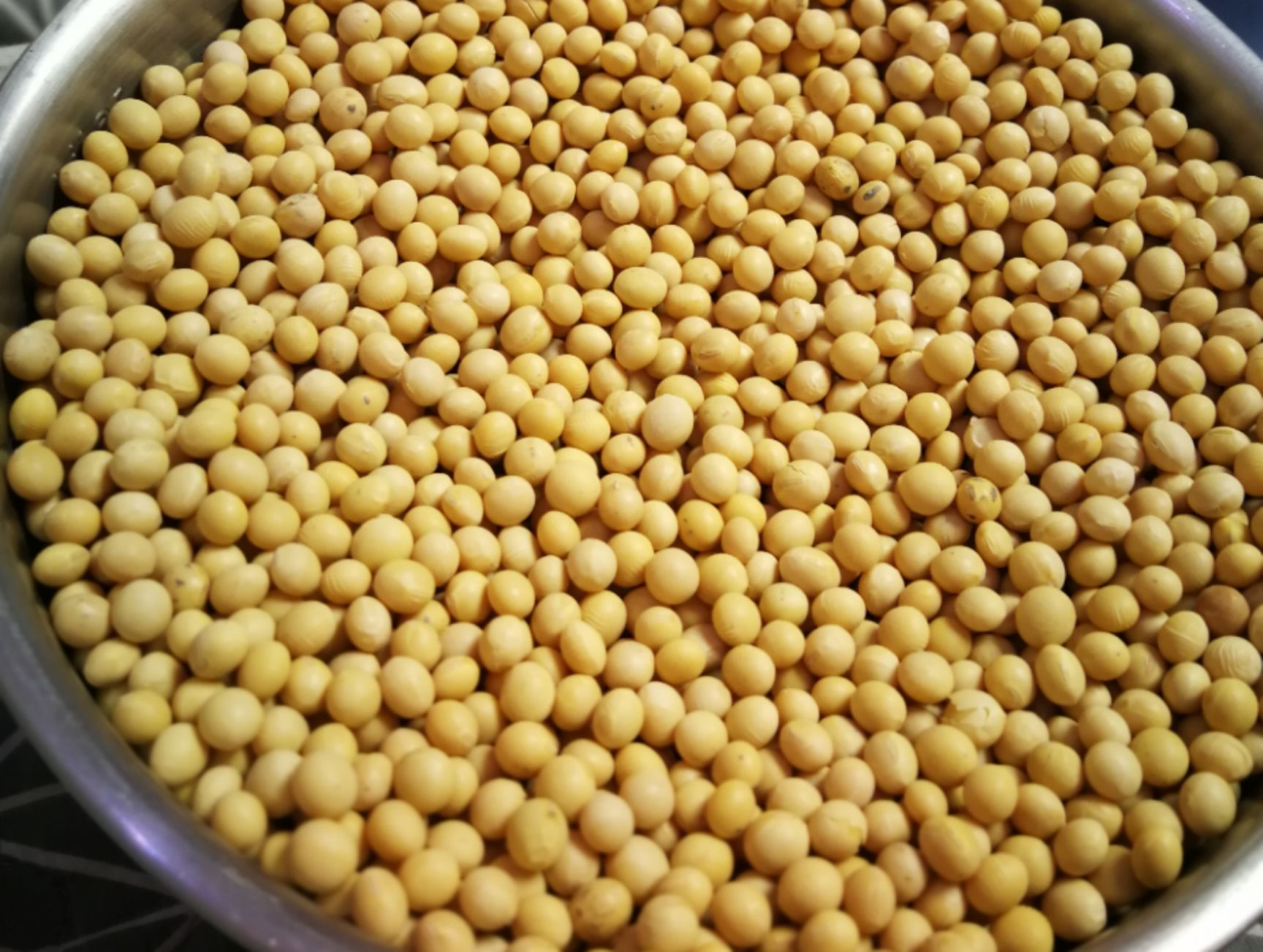  预售：非转基因大豆，优质蛋白豆，豆腐豆皮色泽鲜亮产量高。