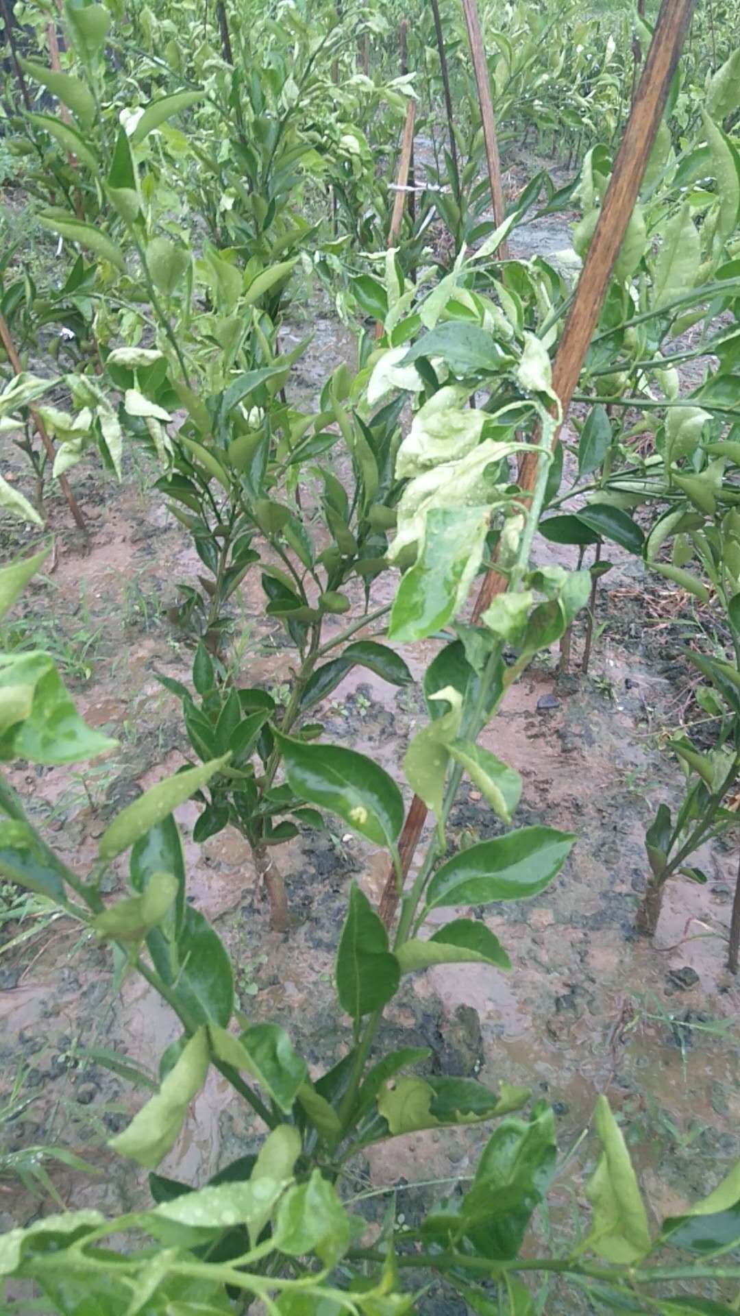 明日见柑橘苗 明日见杯苗火热促销中
也有地载苗