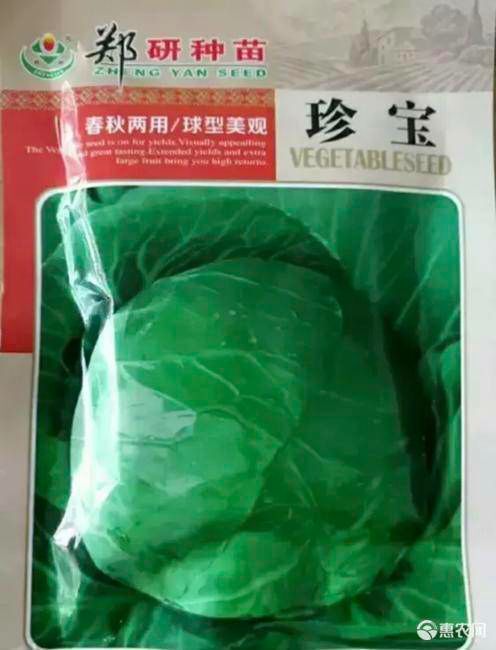 夏邑县绿甘蓝种子珍宝甘蓝种子
