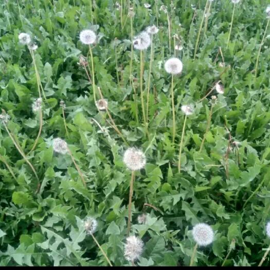 绵阳 绿色环保  保健蔬菜  蒲公英 枸杞芽  养心菜  香椿芽
