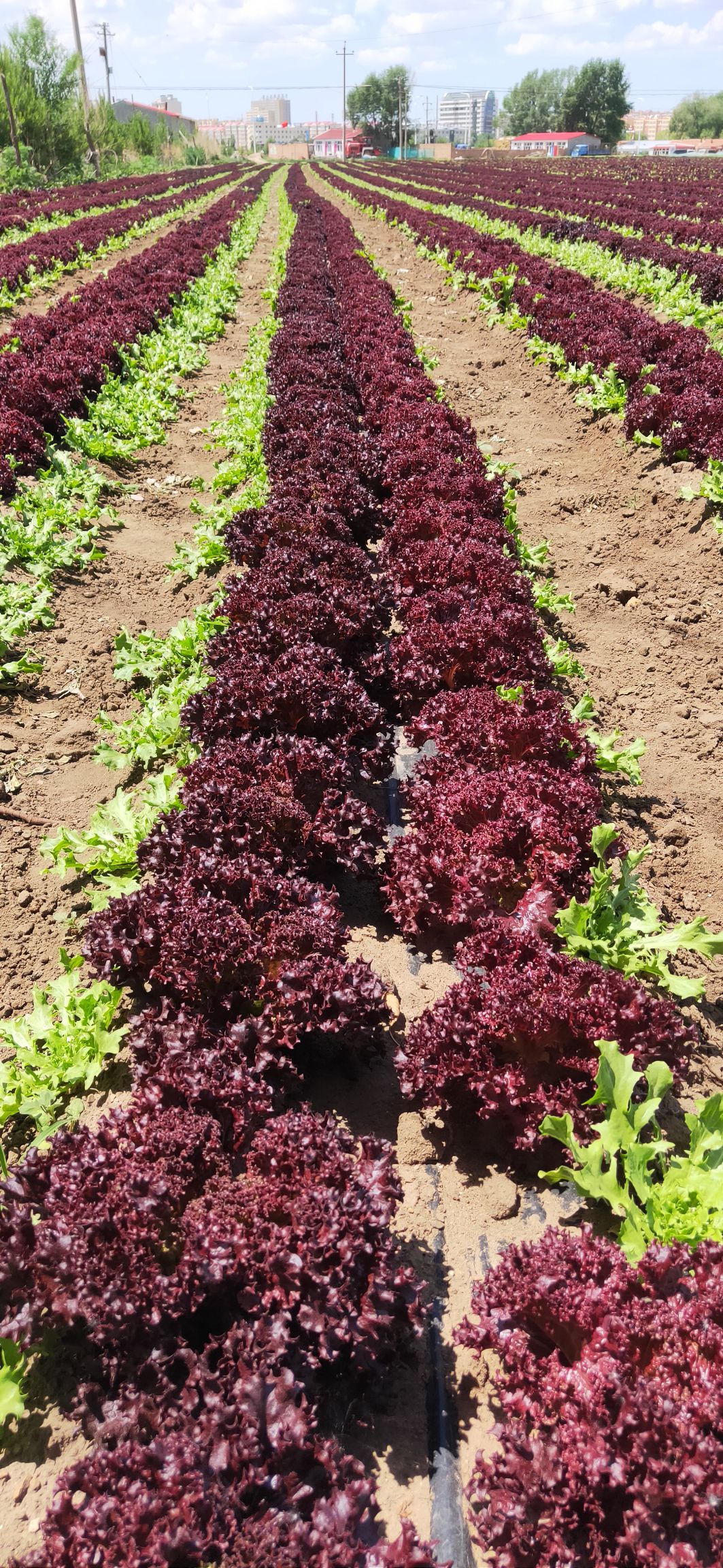  沽源县各种生菜陆续开始上市