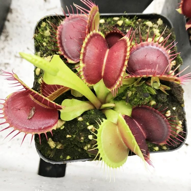  捕蝇草猪笼草食虫草食人花趣味驱蚊草捕蚊草食蚊草超大捕虫草盆栽