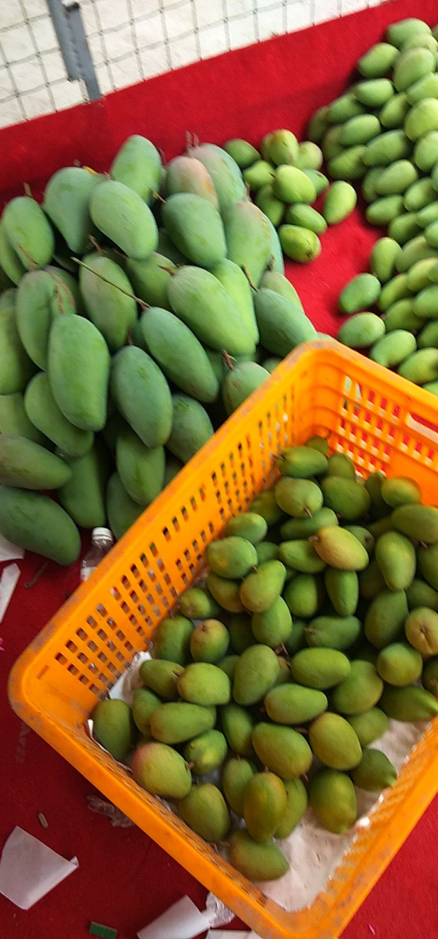 圣心芒 10两以上