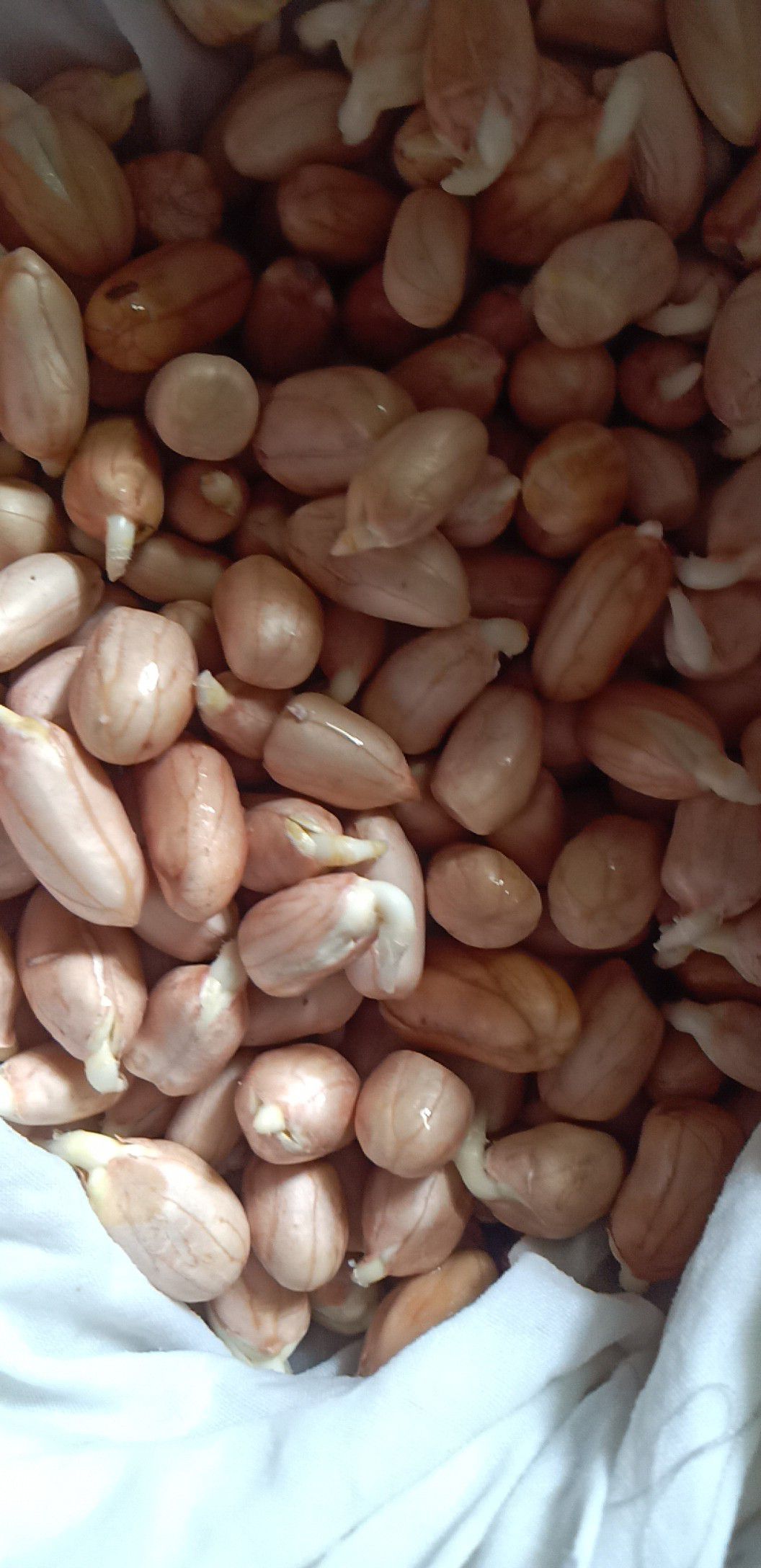 花生 大白沙花生 手剥米出