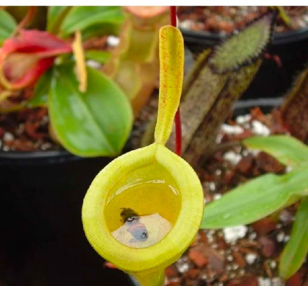 猪笼草盆栽 猪笼草植物盆栽垂吊食虫草捕蝇草吊兰驱蚊绿植创意送礼趣味花卉