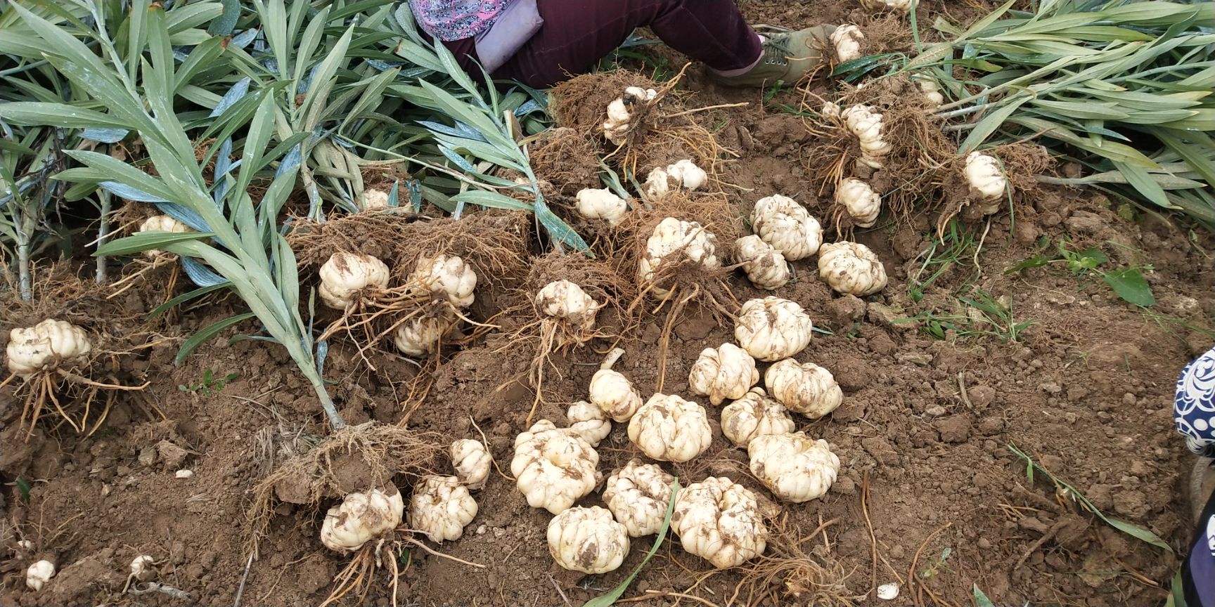 龙牙百合 3cm-5cm