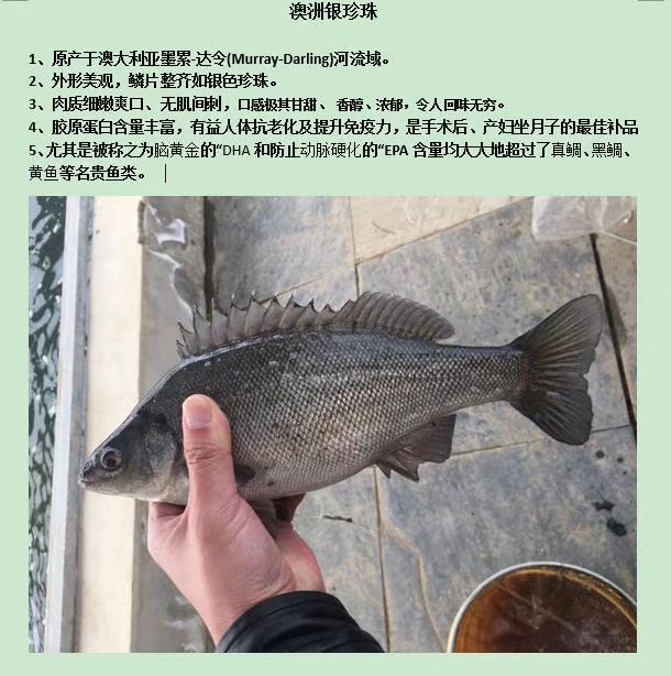 澳洲银鲈 0.5公斤以下 人工养殖
