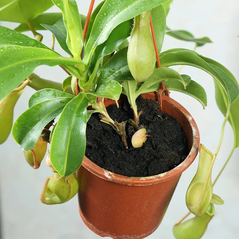 猪笼草盆栽 猪笼草植物盆栽垂吊食虫草捕蝇草吊兰驱蚊绿植创意送礼趣味花卉