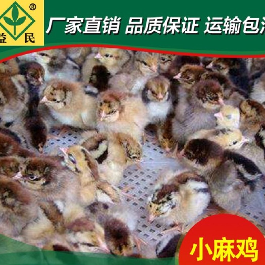 衡阳麻鸡苗  清远小麻鸡厂家直销量大从优质量保证
