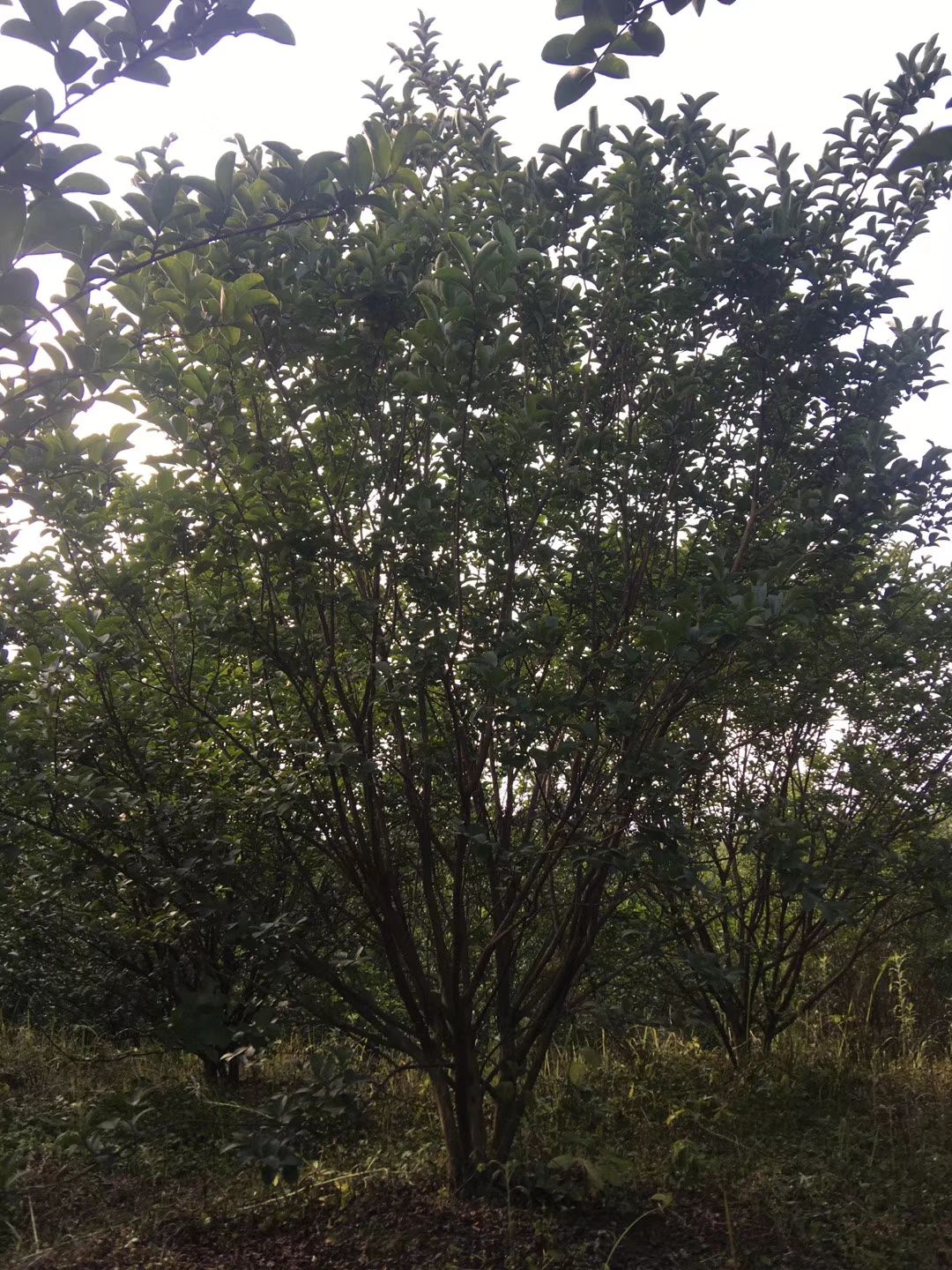 丛生紫薇高低分支大量每杆出售5-13公分