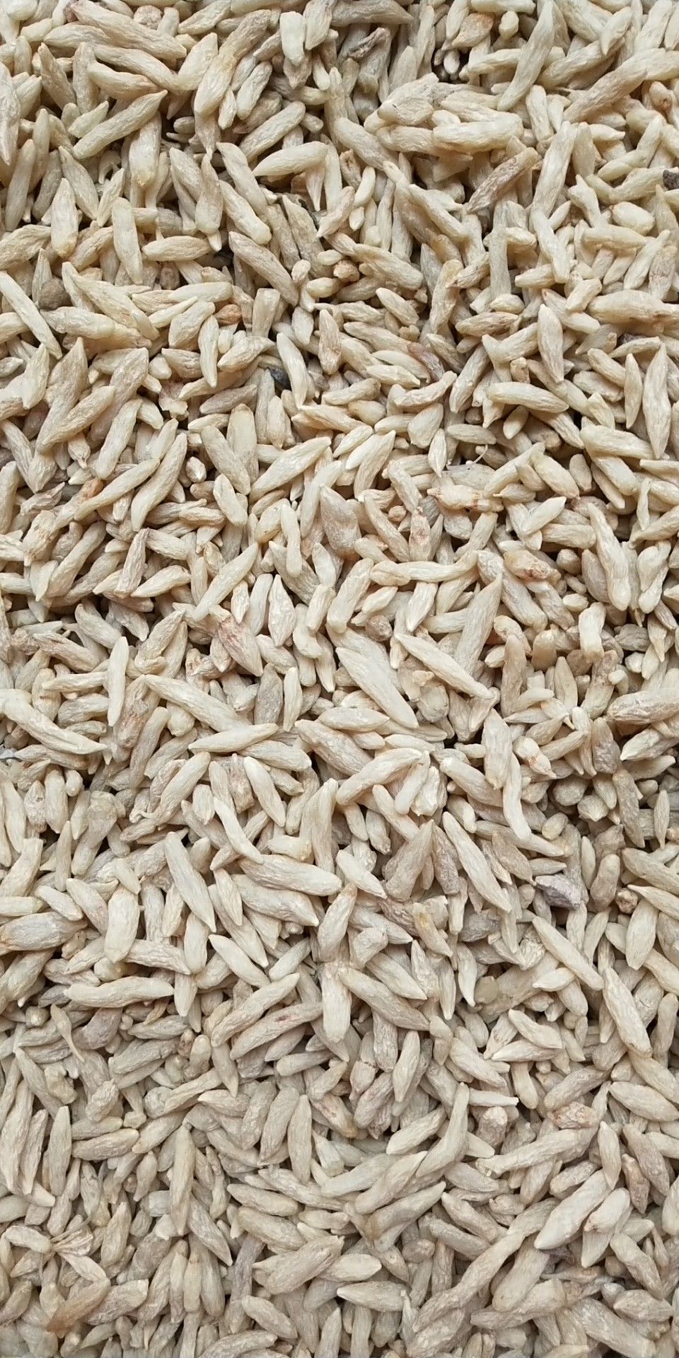  细叶麦冬草，苗子青秀无土，量大从优，可开正规发票