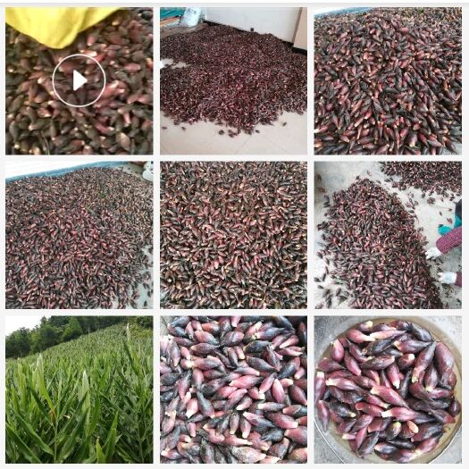 马关县阳荷 云南高山早产洋荷