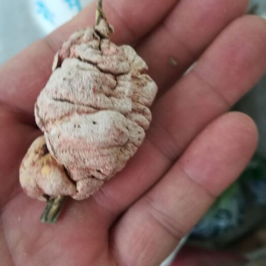 霍山县 正宗竹黄