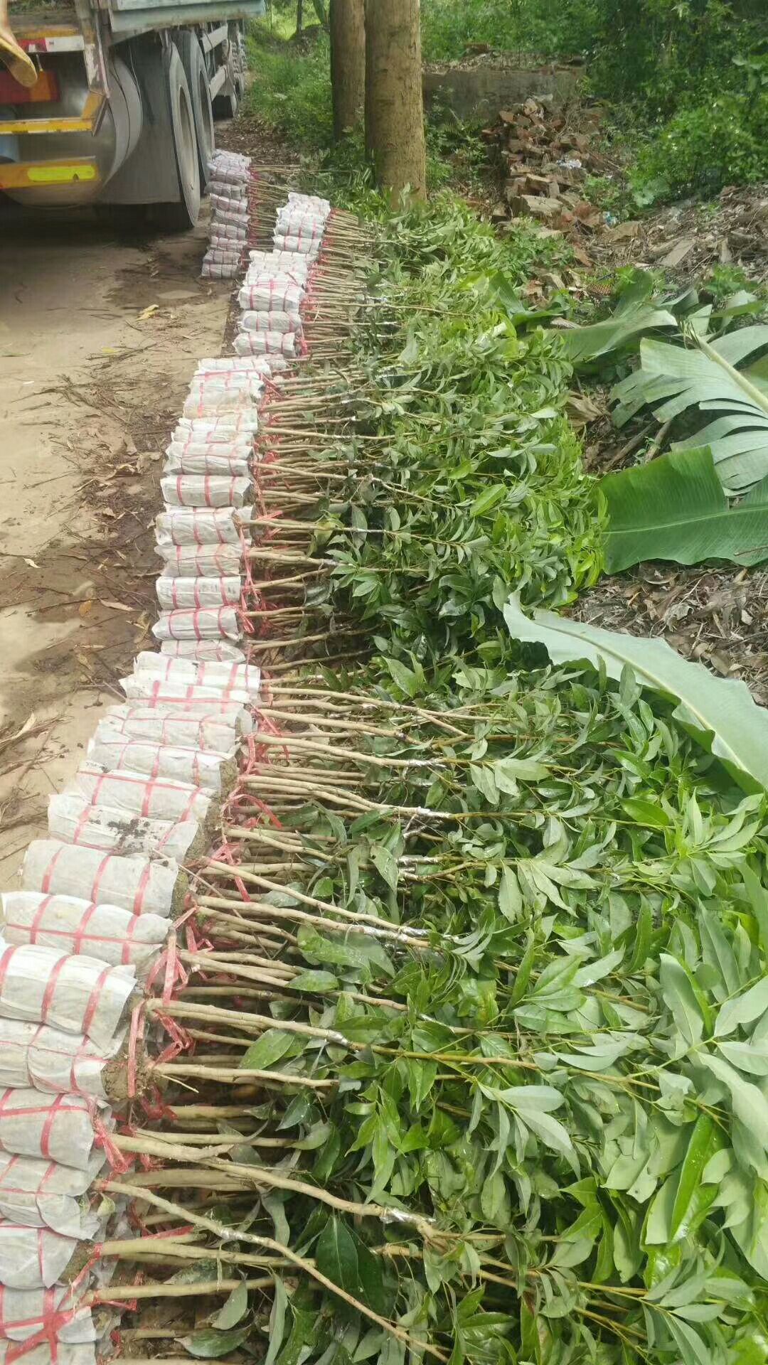 桂味荔枝苗，有桂花香味，市场比较畅销的荔枝品种