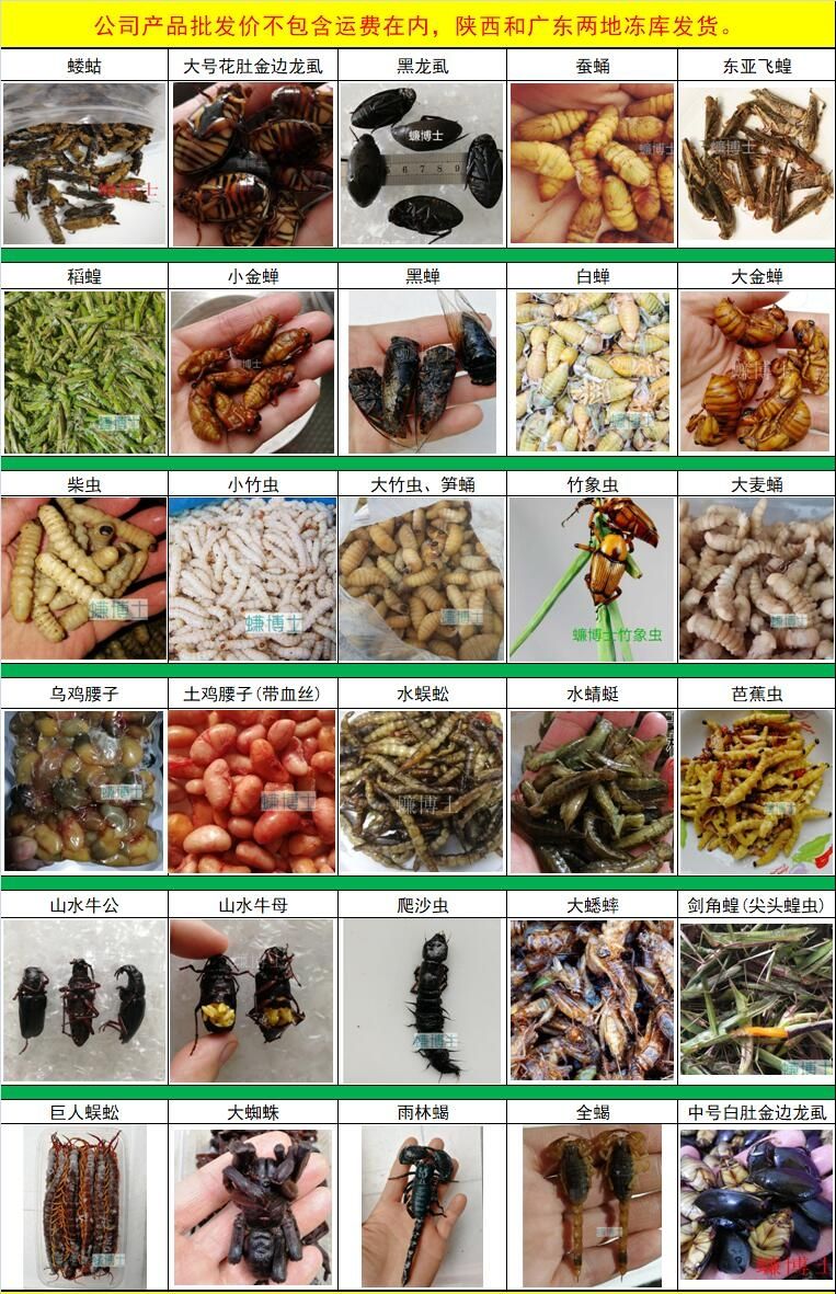 豆虫 大蜘蛛黑蜘蛛食用昆虫