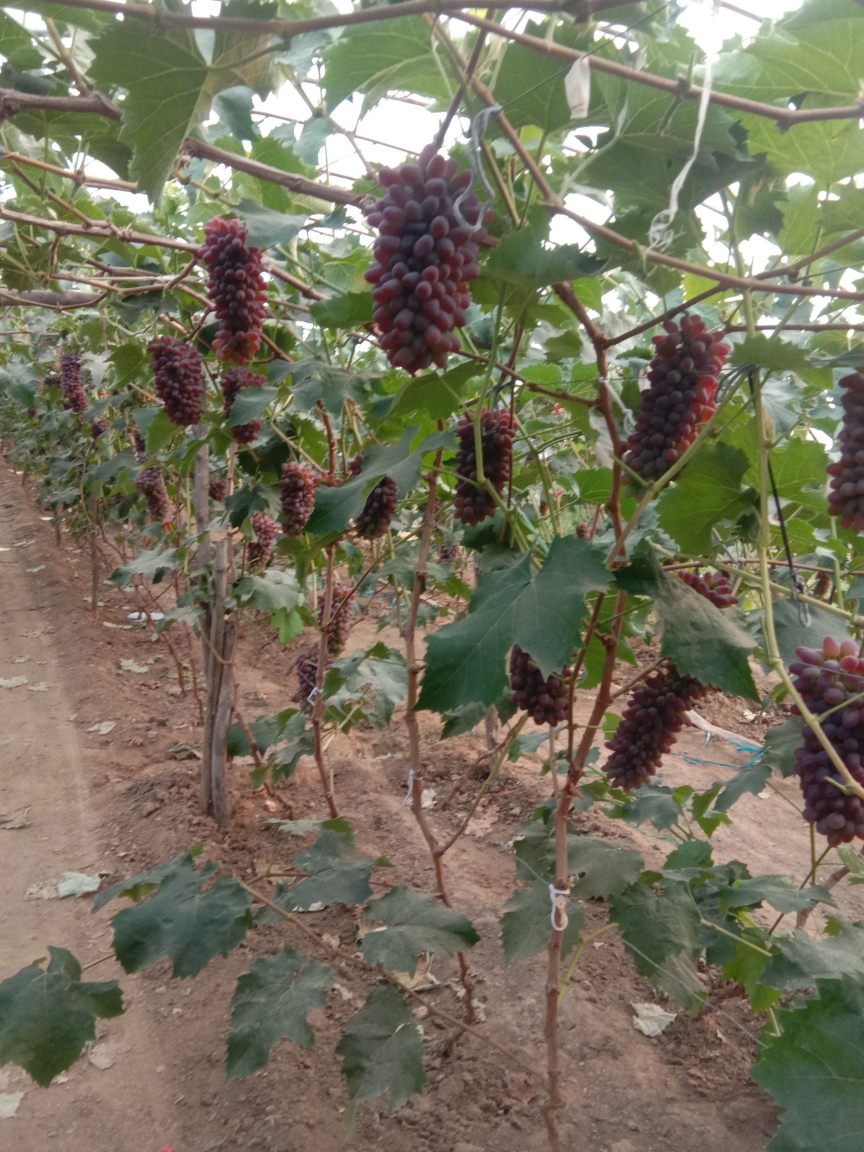 着色香葡萄 本地区着色香大量上市，