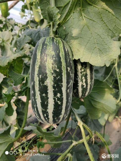 夏邑县甜瓜种子