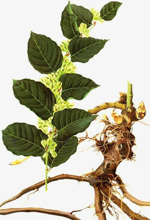 思南县 贵州铜仁思南虎杖