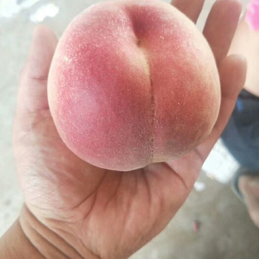 晋州市突围桃 桃子