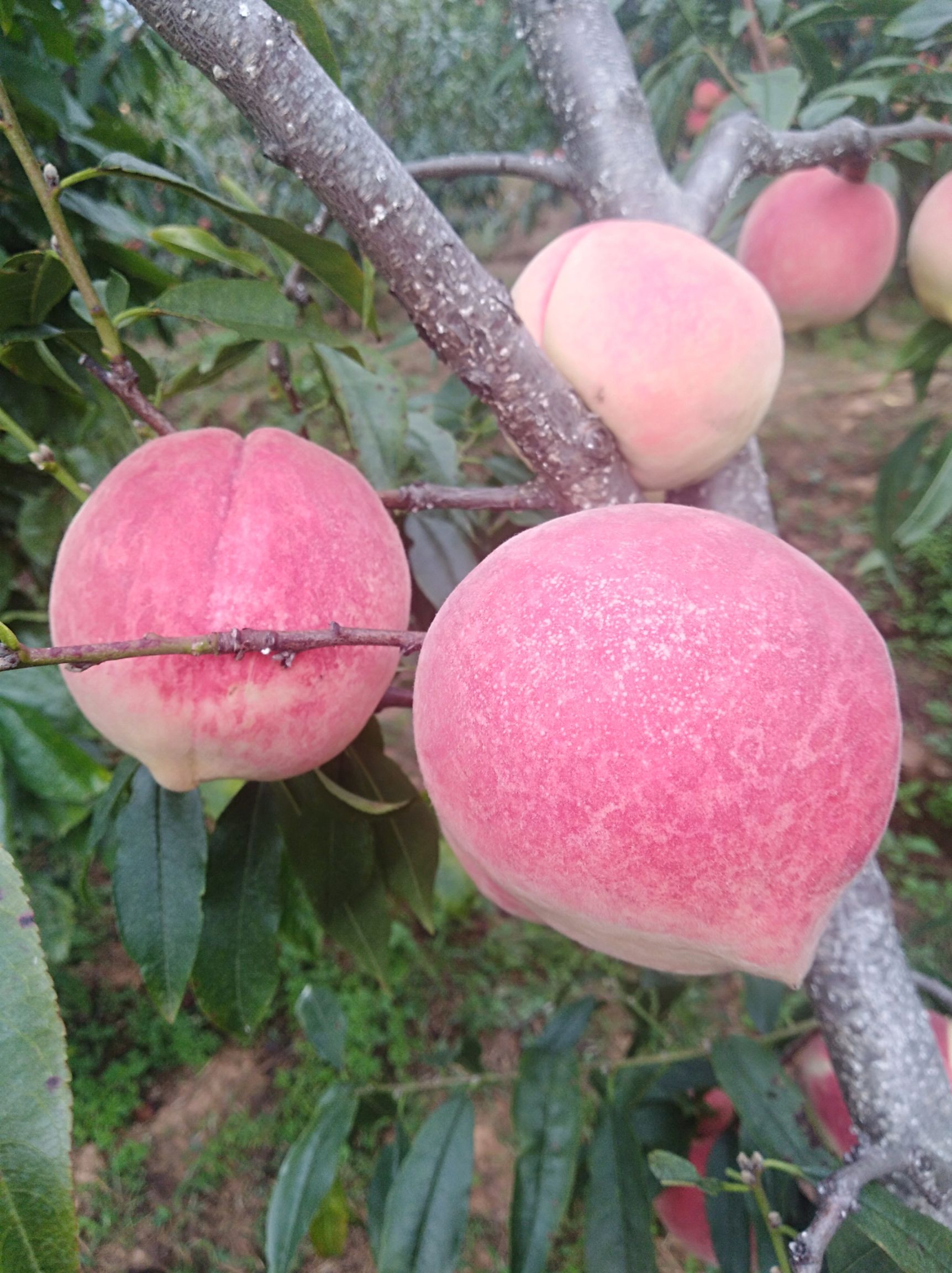 雪桃 山地品质好，'果大，品质好，色泽好口感更好脆甜爽口。