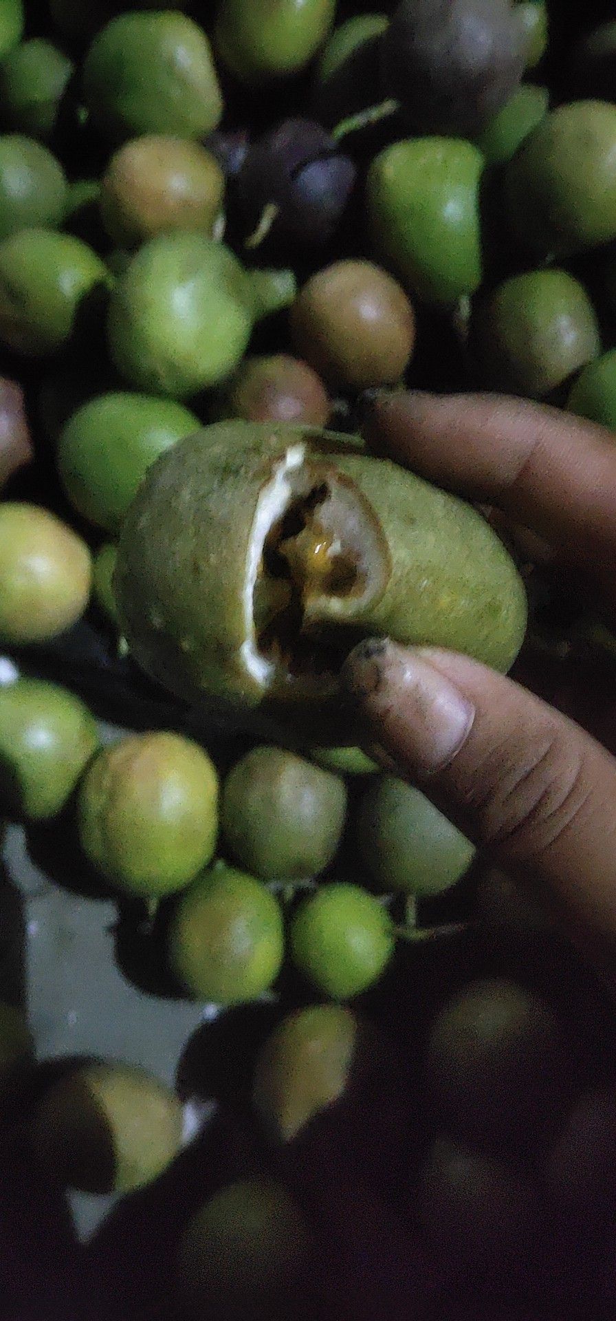  百香果次果皱皮果小果