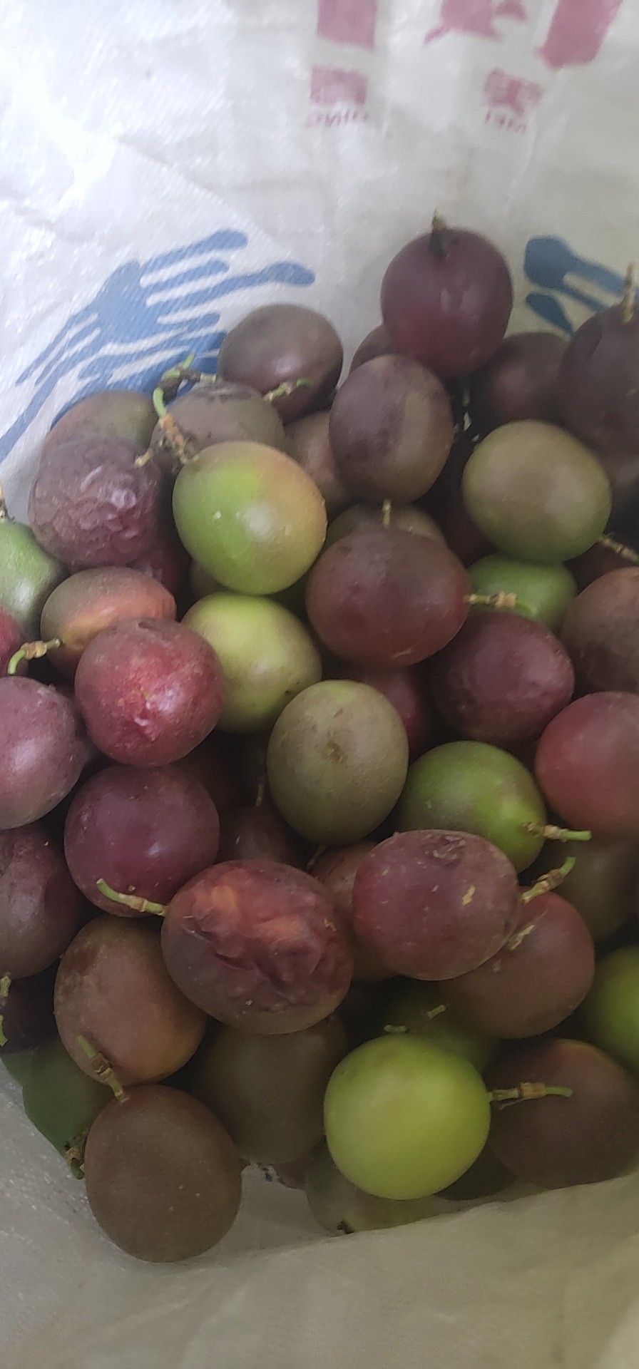  百香果次果皱皮果小果