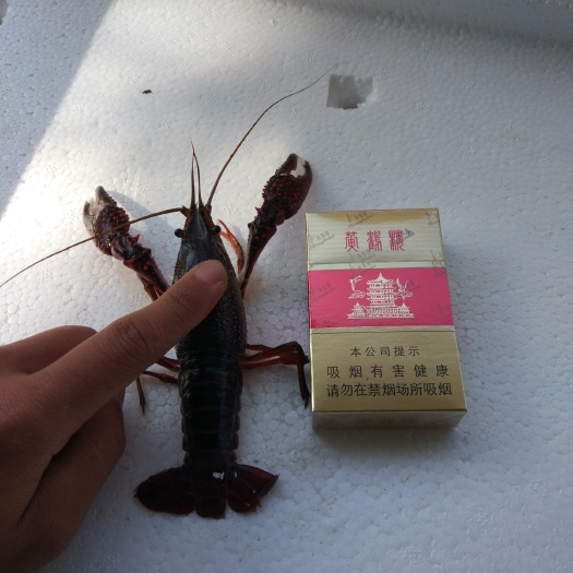 潜江市潜江小龙虾 大青。大红，个大。肉质饱满