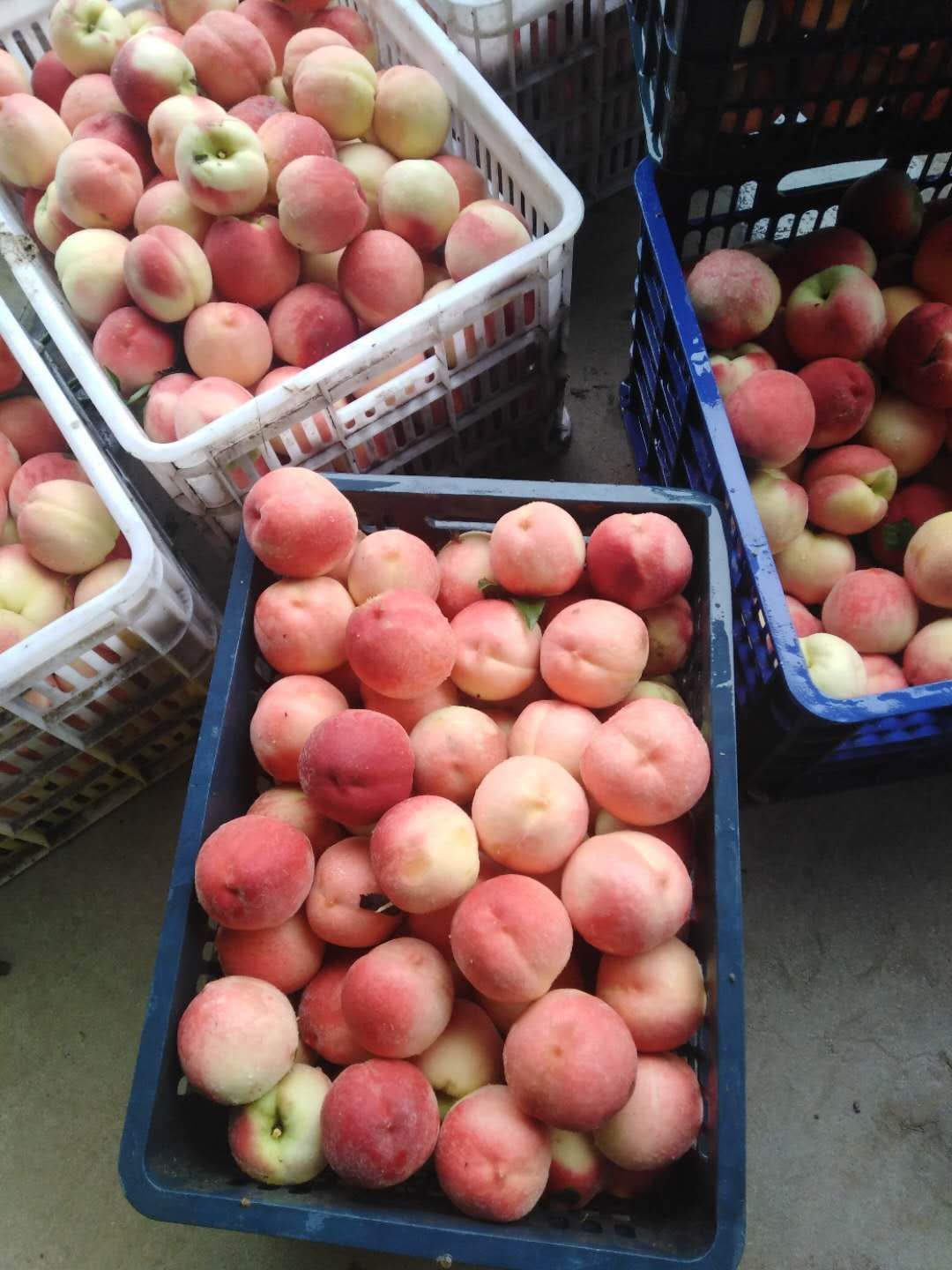 中桃3号 70mm以上 5两以上