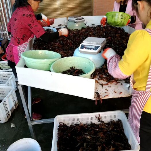 桂林清水小龙虾 洞庭湖虾批发