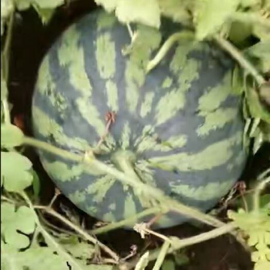 宜昌麒麟西瓜 质量保证