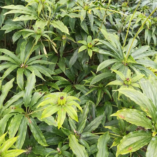 大竹县 华重楼粉质高杆
