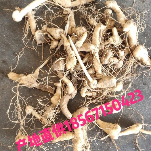 西峡县鸡头黄精 鸡头，大量供应