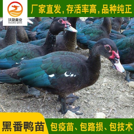 南宁 黑番鸭苗 火鸭苗西洋鸭苗旱鸭苗 成活率高 广西厂家直发