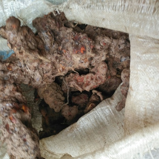 水富市 绥江茯苓，有意者请联系！