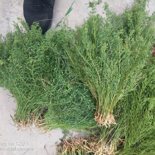 平顺县麦黄草 太行山白蕊草