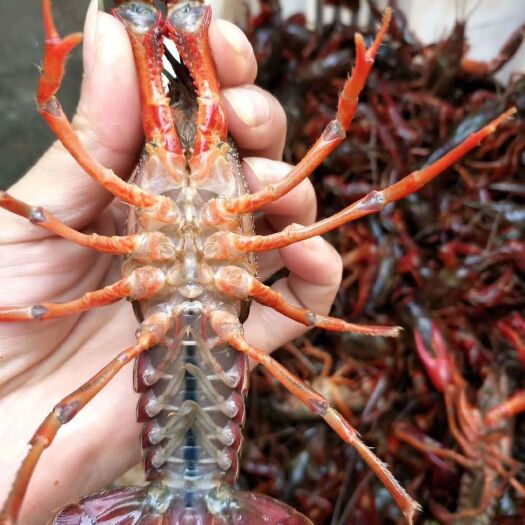 洪湖市潜江小龙虾 价格实惠货源充足