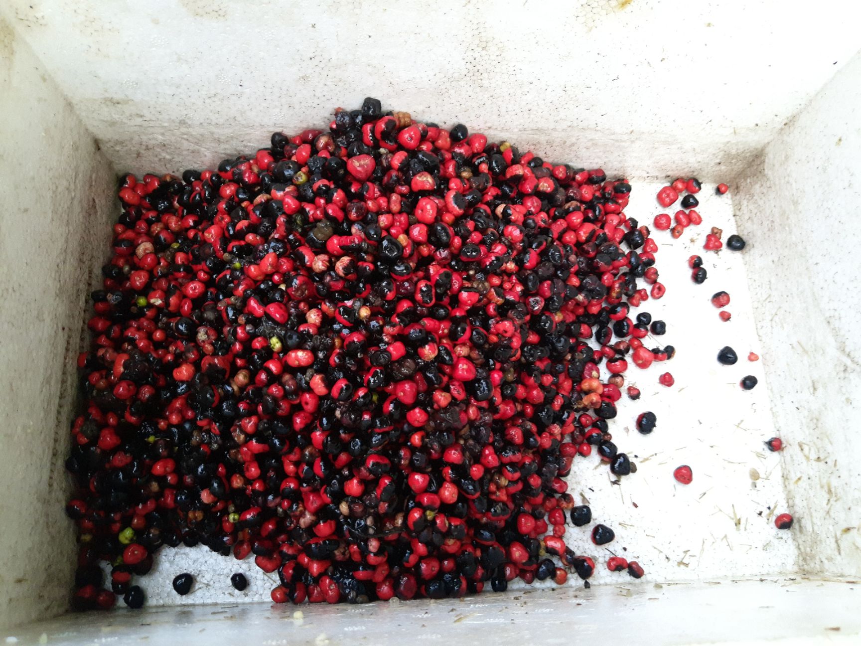 竹节参种子竹节参种籽白三七种子现货