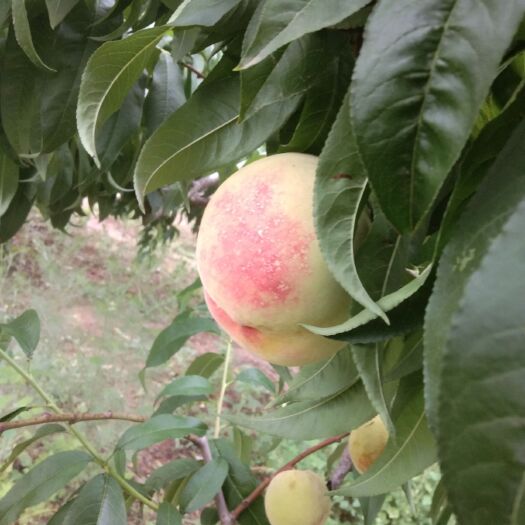 渭南仓方早生桃 半亩塬甜桃马上成熟，想品尝吗？