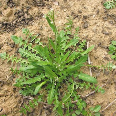 会东县 荠菜野生新鲜荠菜现采现挖