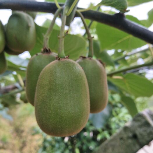 蒲江县 四川蒲江红阳红心猕猴桃
