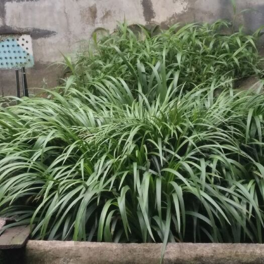 安化县 大量供应石菖蒲苗
