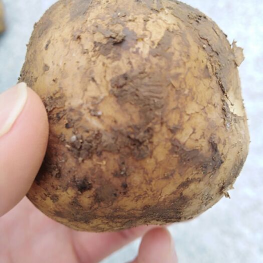 建始县 正宗恩施富硒土豆，自家田园大面积种植大人小孩都喜欢