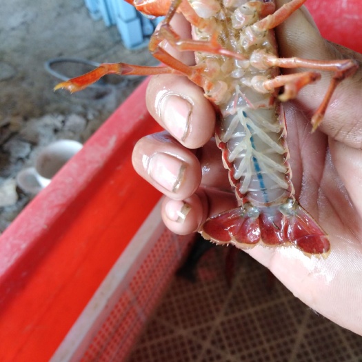 宿迁青红虾 人工养殖