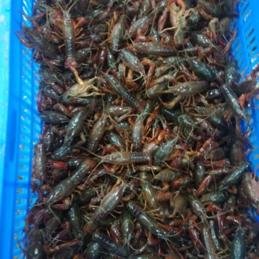 监利市湖北监利小龙虾养殖清水稻田虾供应，鲜活小龙虾