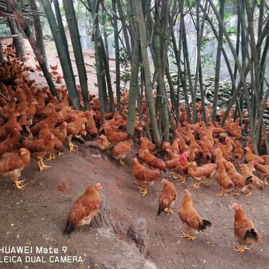 合浦县土鸡苗 统货