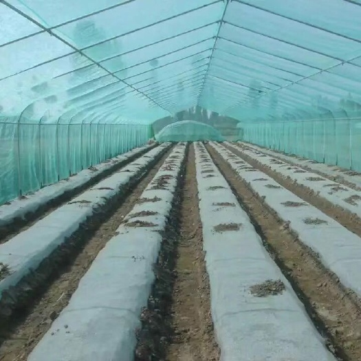 沭阳县 蔬菜大棚，种植大棚